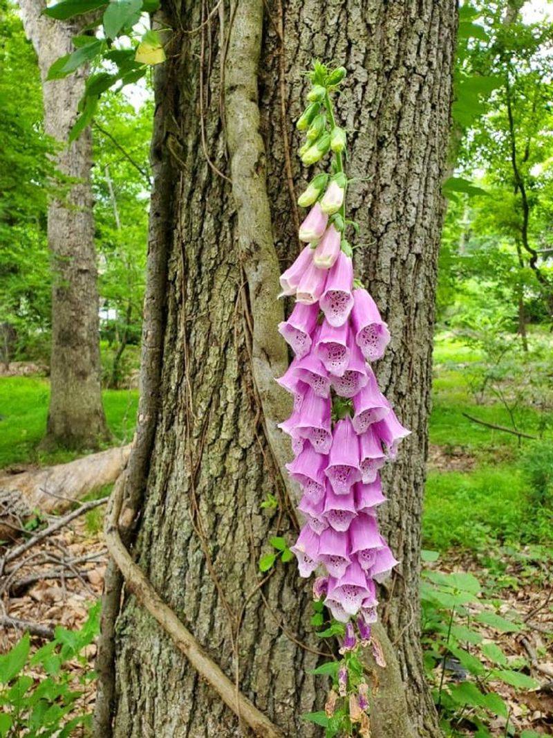 Foxglove