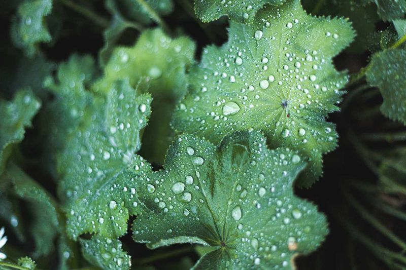 Lady's Mantle