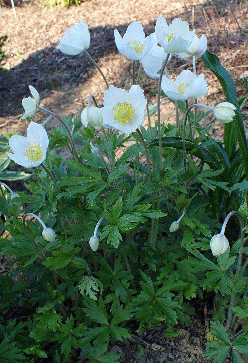 Snowdrop Anemone