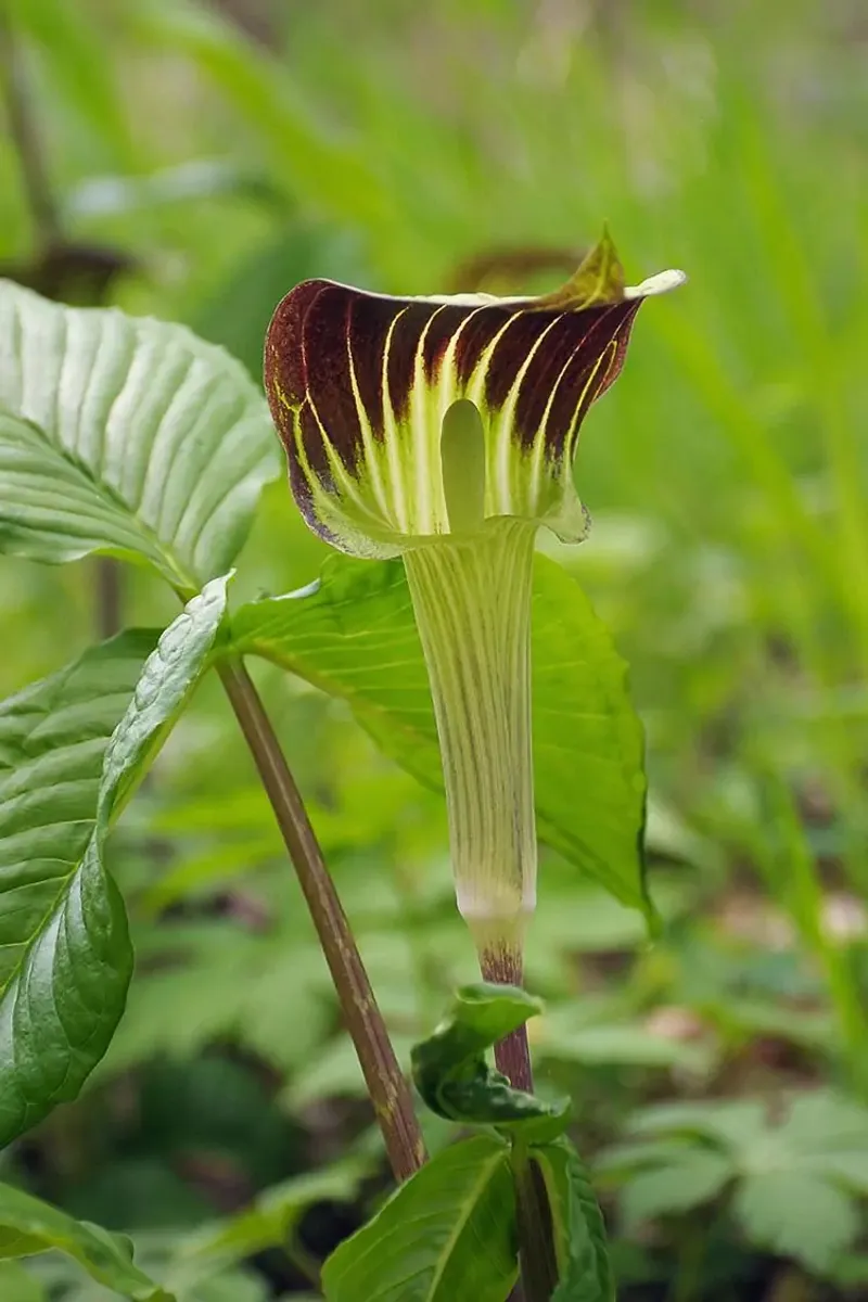 Jack-in-the-Pulpit (Arisaema triphyllum)