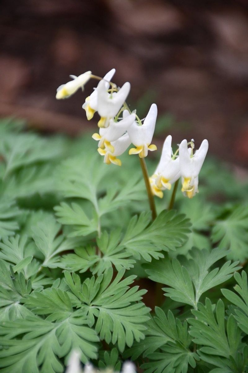 Dutchman’s Breeches (Dicentra cucullaria)