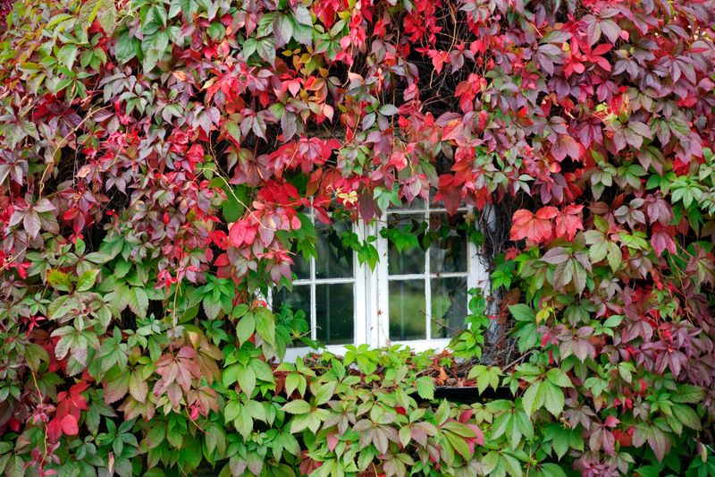 Virginia Creeper