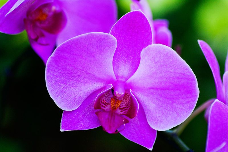 Orchid