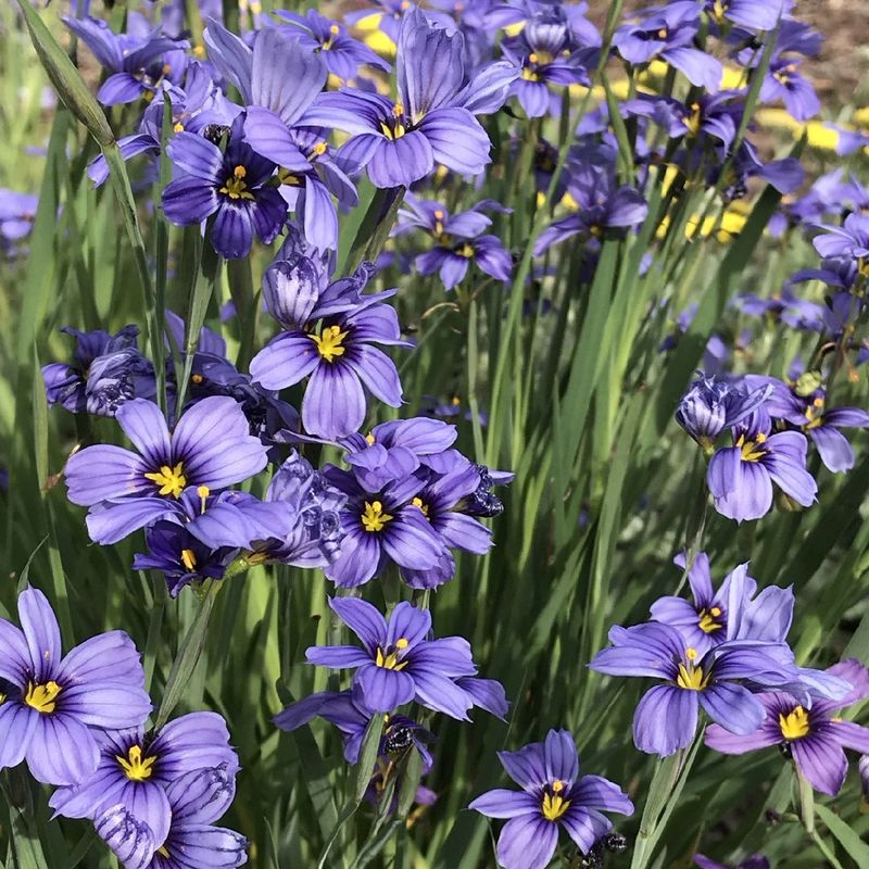 Blue-Eyed Grass