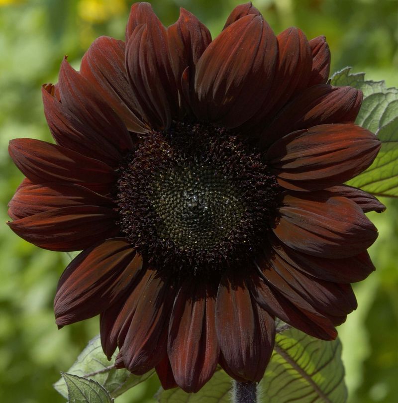 Sunflower ‘Claret’