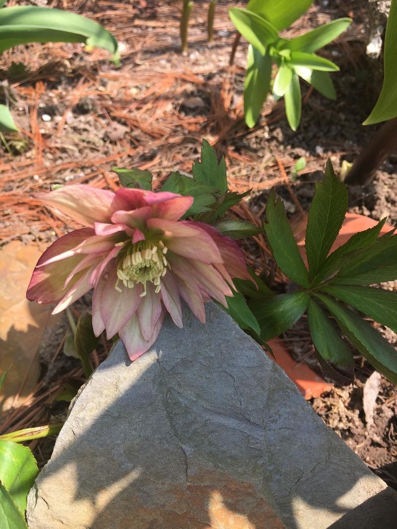 Hellebore ‘Amber Gem’