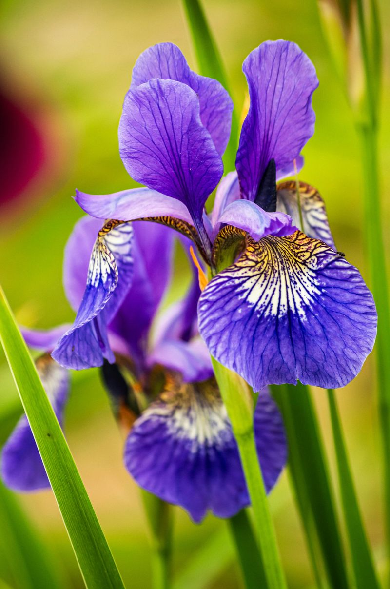 Irises