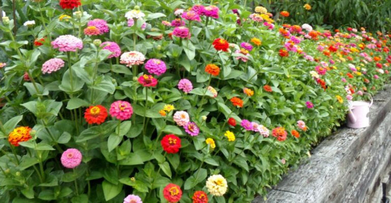 Turn Your Backyard into a Blooming Paradise with These 9 Easy Zinnia Tips!