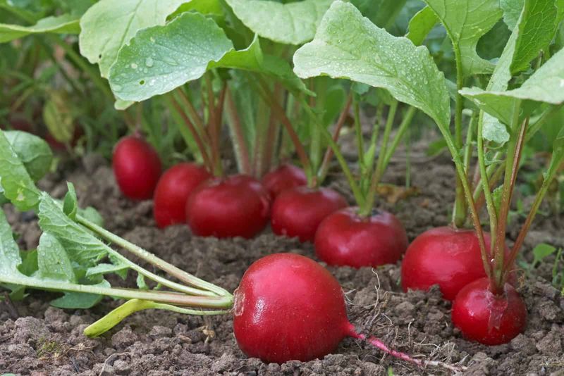 Radishes