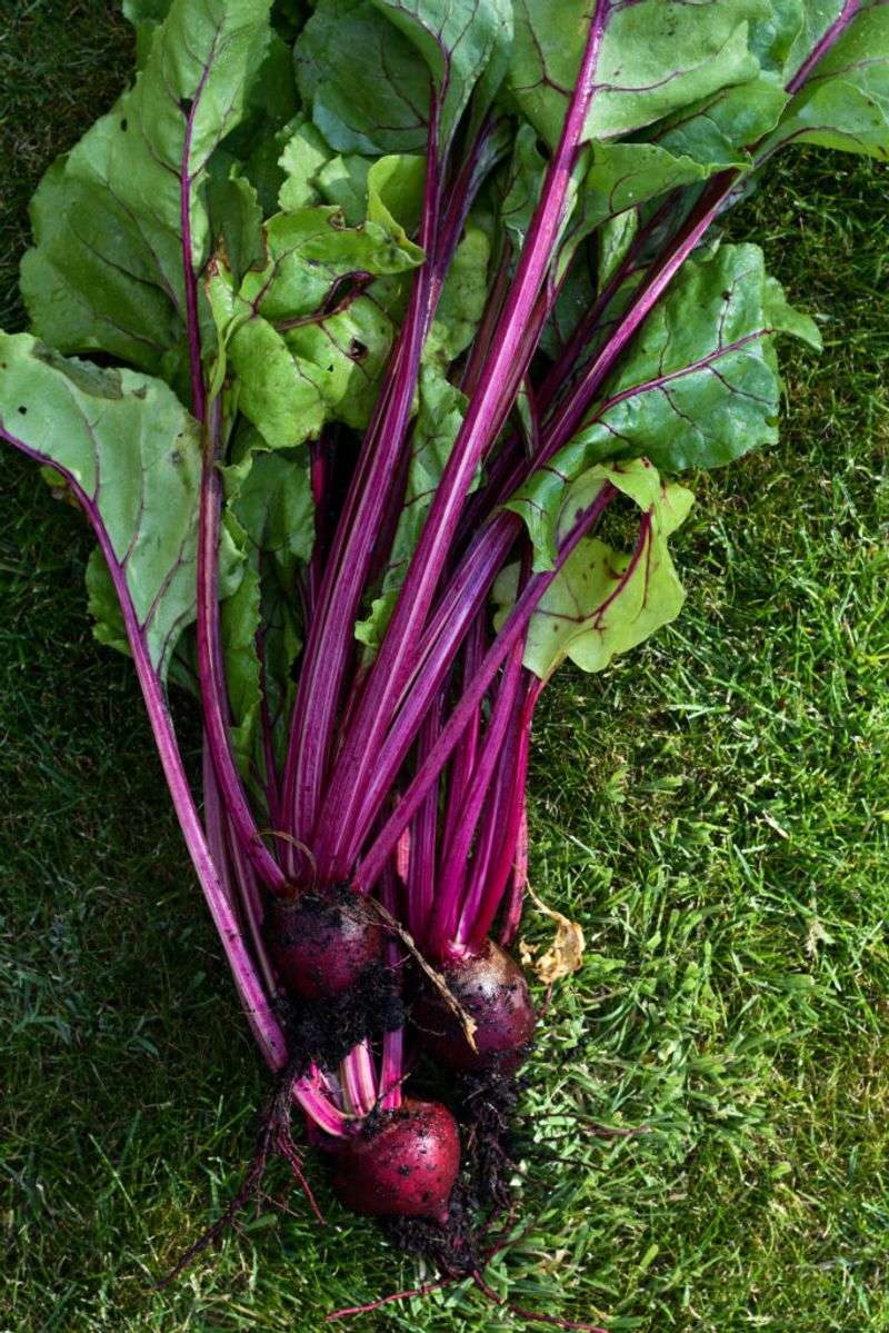 Beets