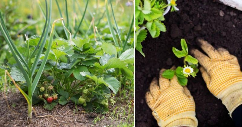 Brussels Sprouts and Strawberries