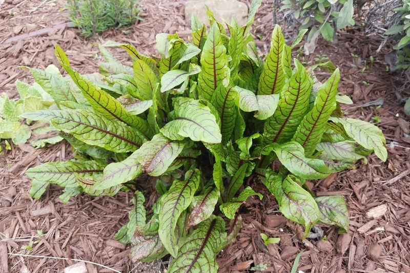 Sorrel – 1 per square (spreads slowly)