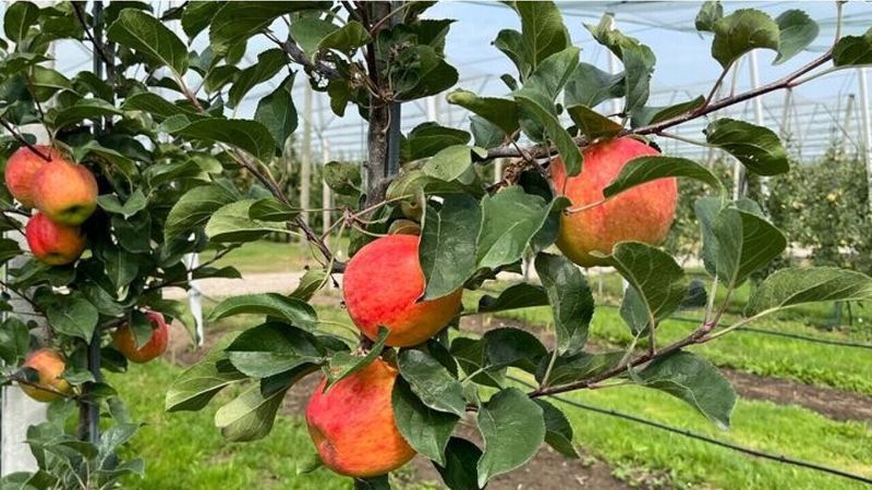 Choose Resistant Varieties