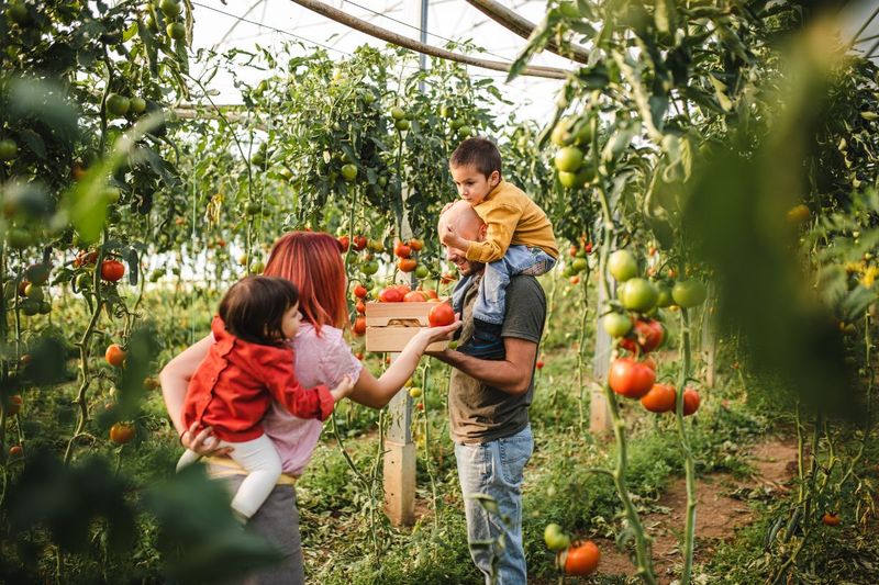 Harvesting and Celebrating