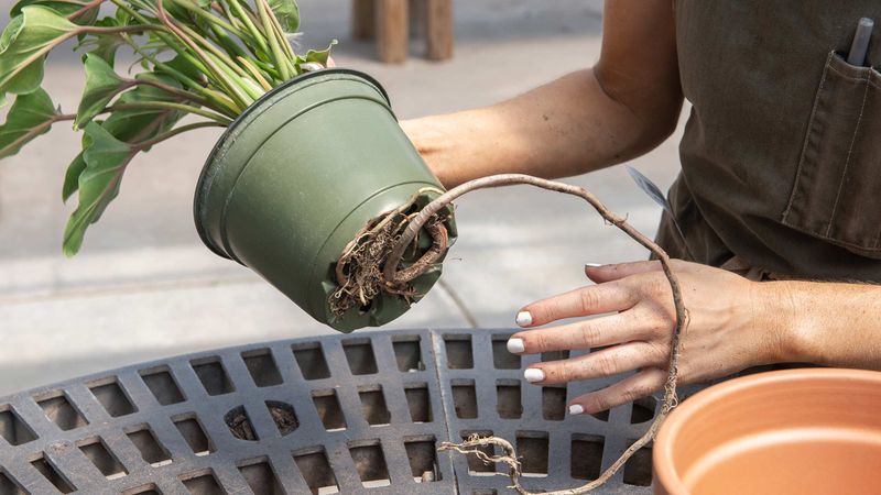 Choosing the Right Pot