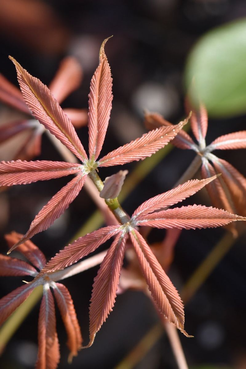 Attracts Pollinators with Its Subtle Spring Flowers