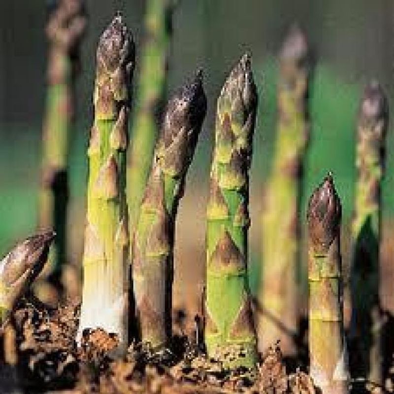 Perennial Vegetables for Sustained Harvest