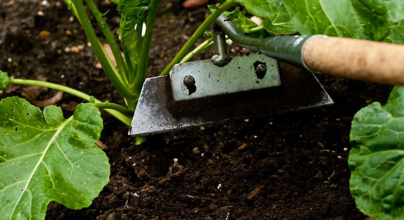 Hoeing for Weed Control