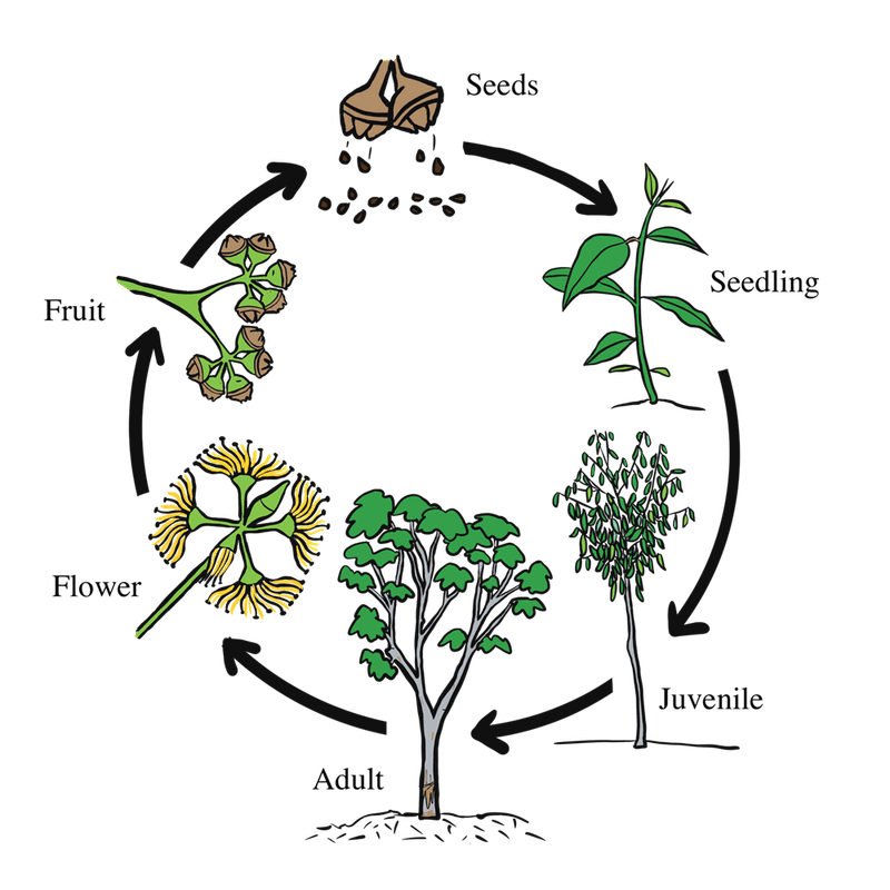 Understand the Herb's Life Cycle