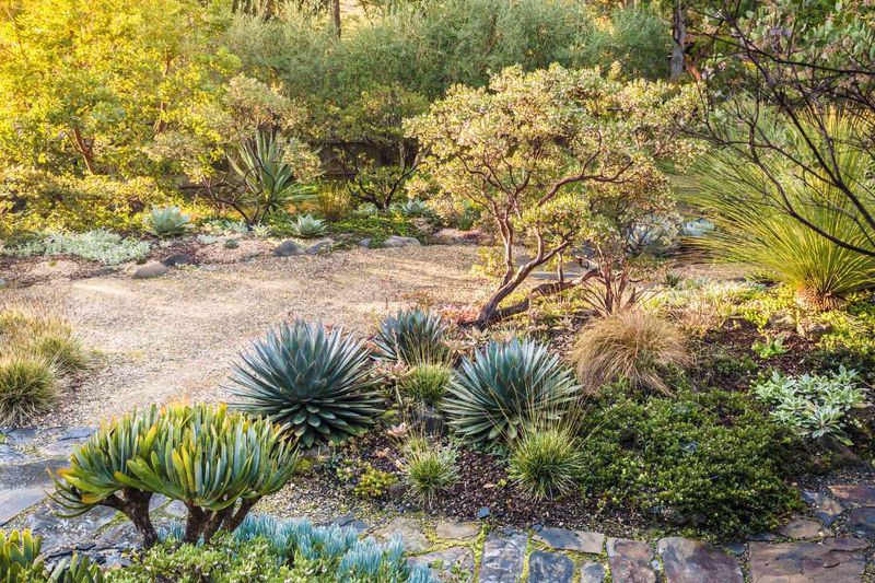 Install a Drought-Tolerant Xeriscape