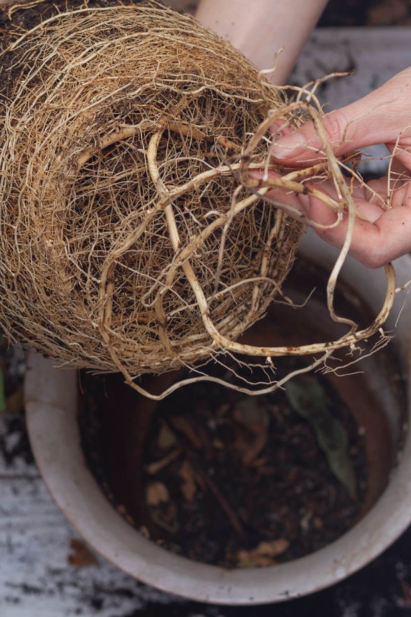 Repot if Root-Bound (Tangled Roots = Stress)