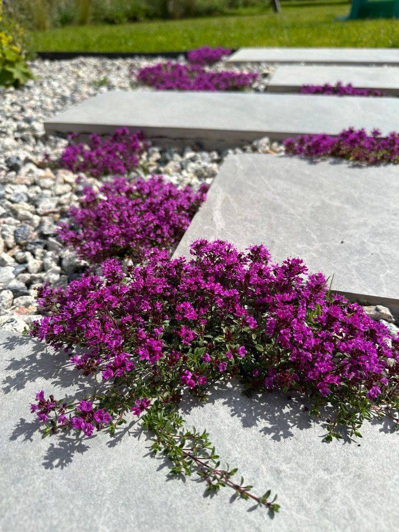 Border Paths with Creeping Groundcovers