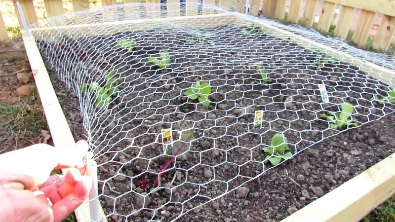 Lay Chicken Wire or Mesh Under Soil