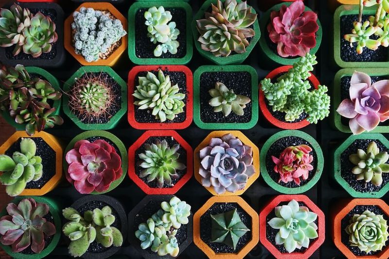 Pick a Healthy Plant