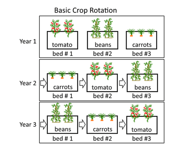 Crop Rotation