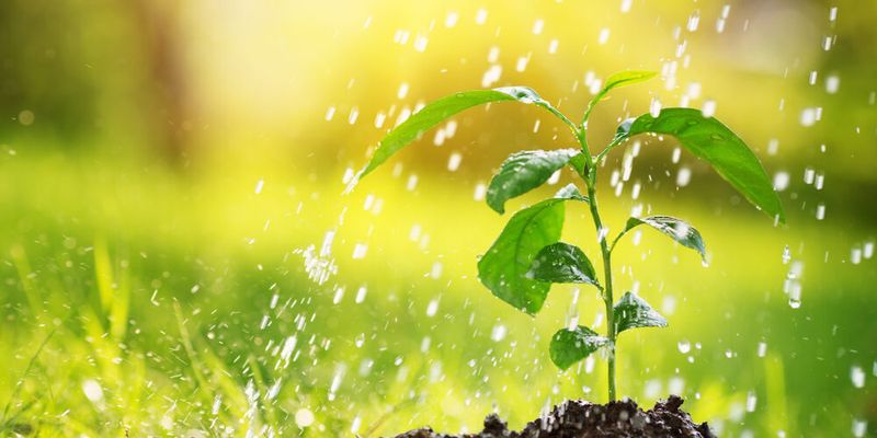 Inconsistent Watering