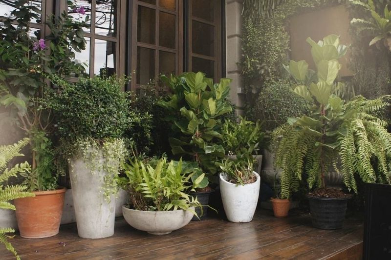 Overlooking Pot Size