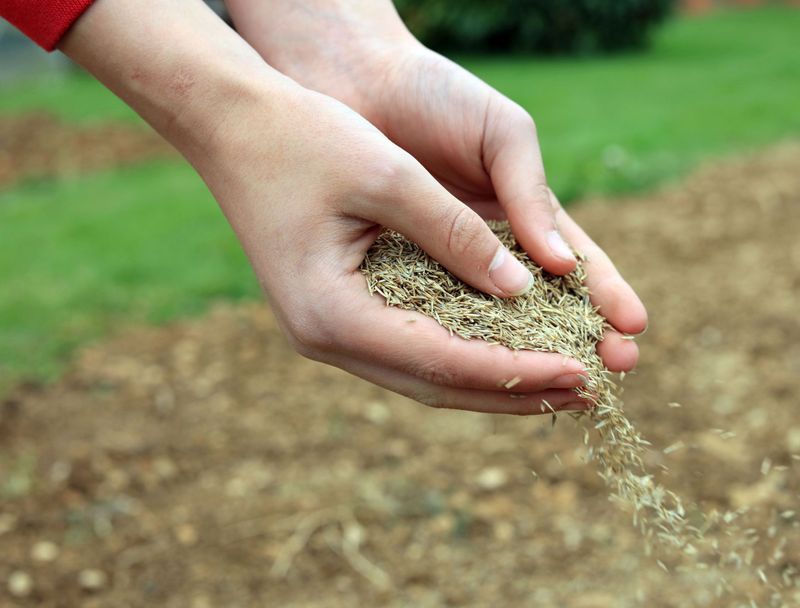 Planting Grass Seed Incorrectly