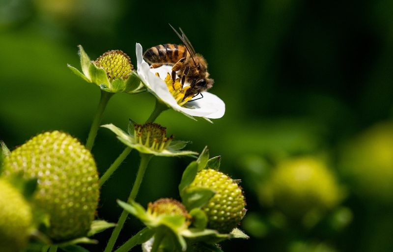 Natural Pollinators: Attracting Bees