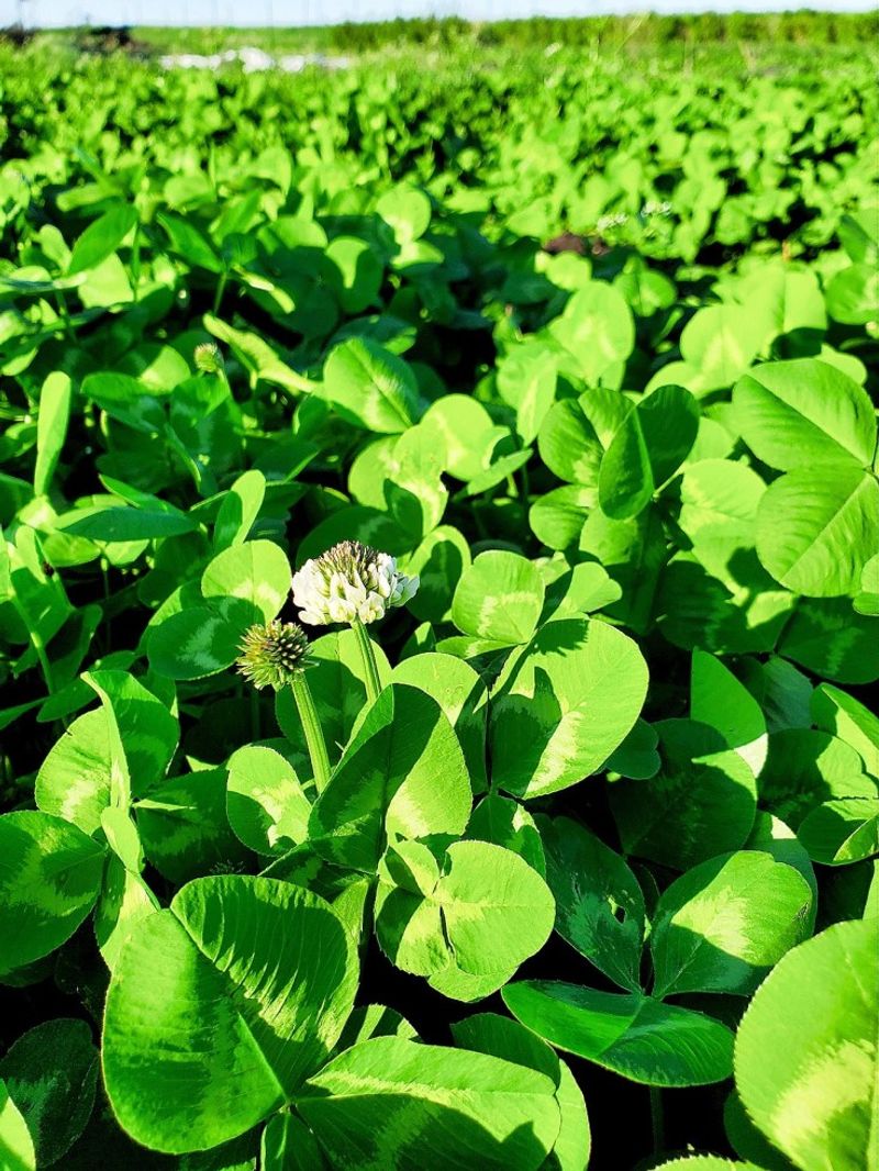 Underplanting with Clover