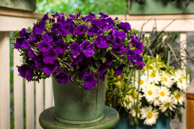 Neglecting Container Plants