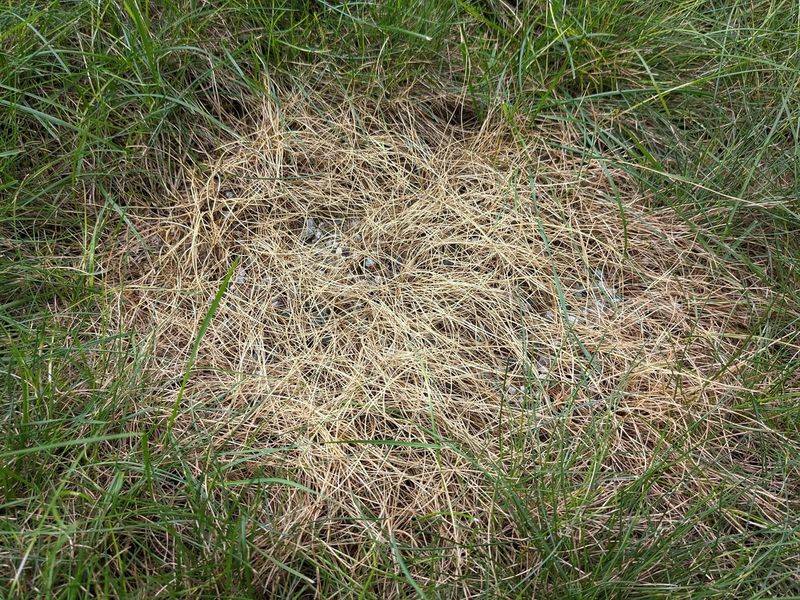 Applying Fertilizer Too Frequently