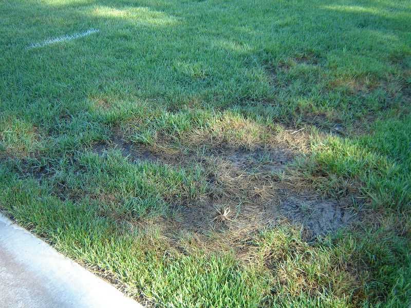 Overwatering the Lawn