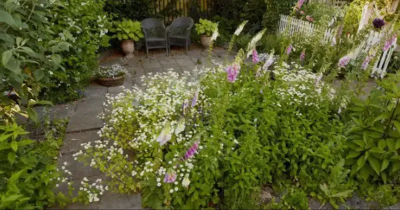 Overcrowding Other Plants