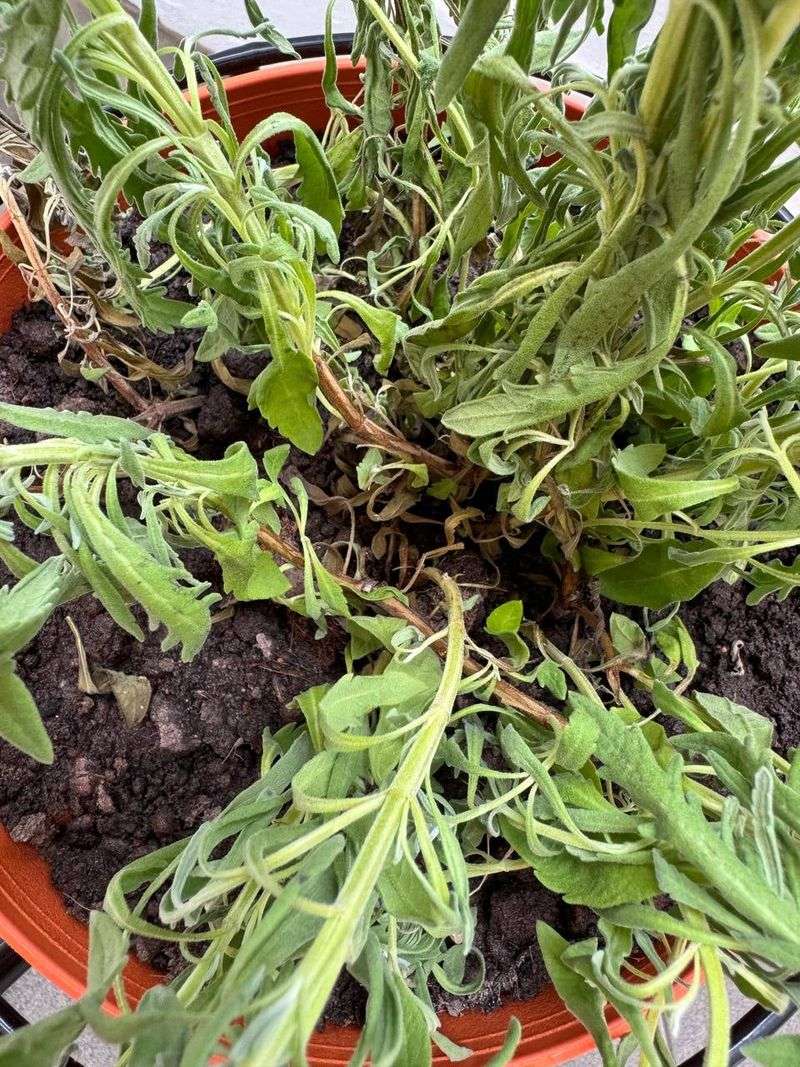 Signs of Overwatering