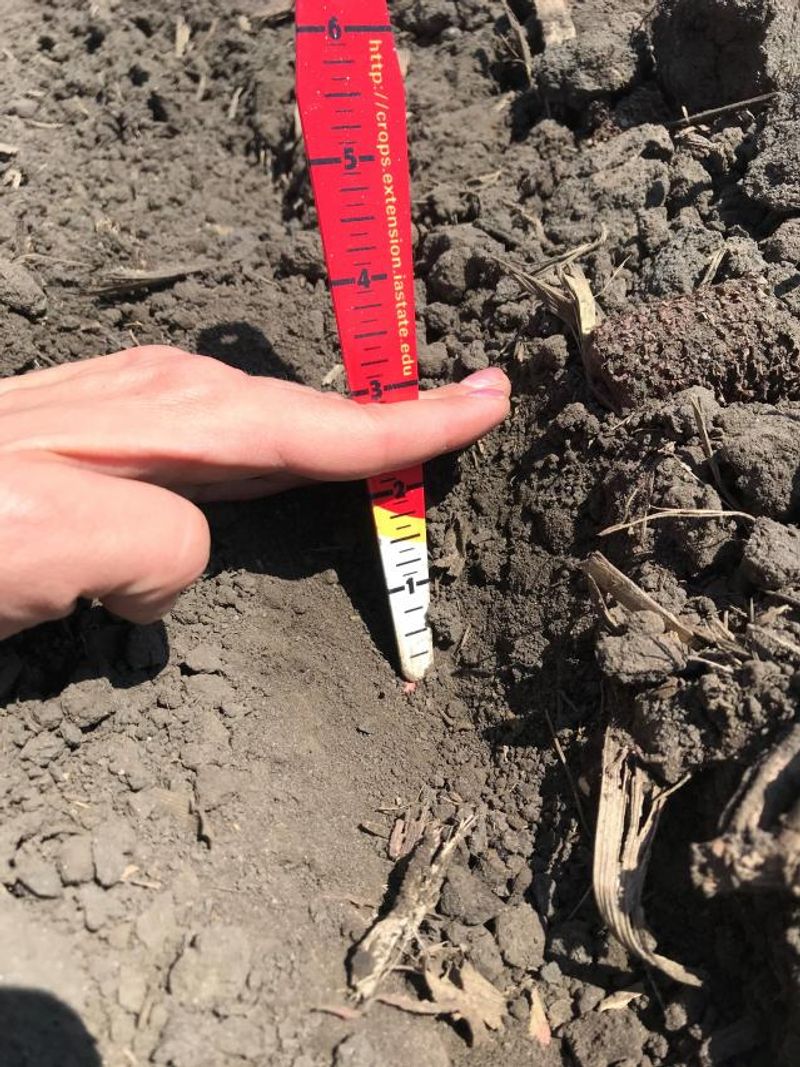 Planting Too Deep (or Too Shallow)