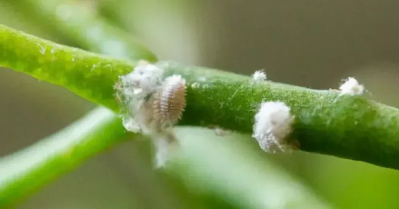 Ignoring Pest Problems