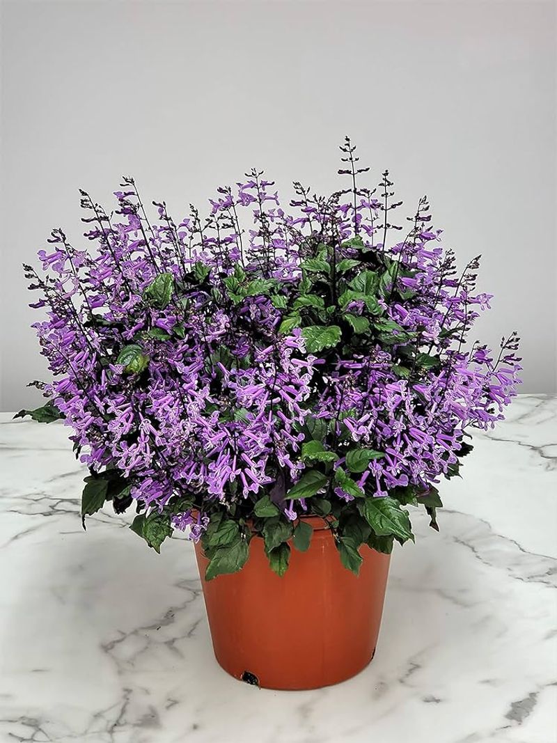 Innovative Fertilization Techniques