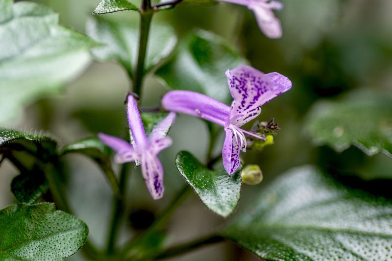 Propagation Tips for Beginners