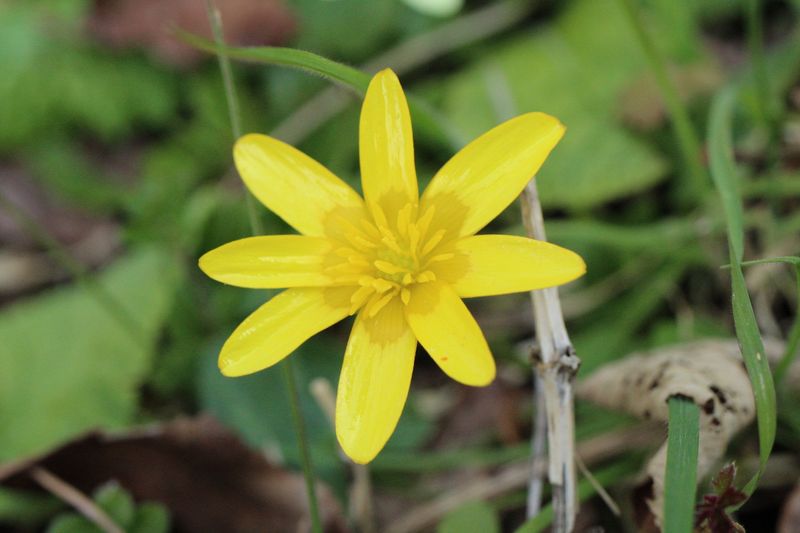 Celandine