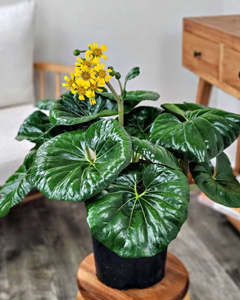 Giant Leopard Plant