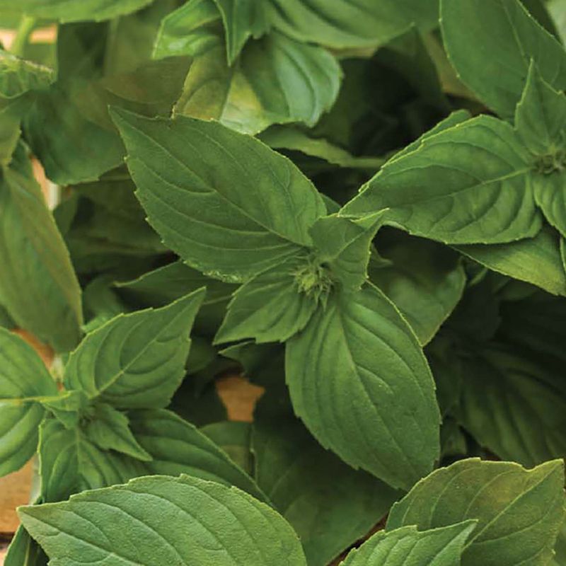 Lemon Basil
