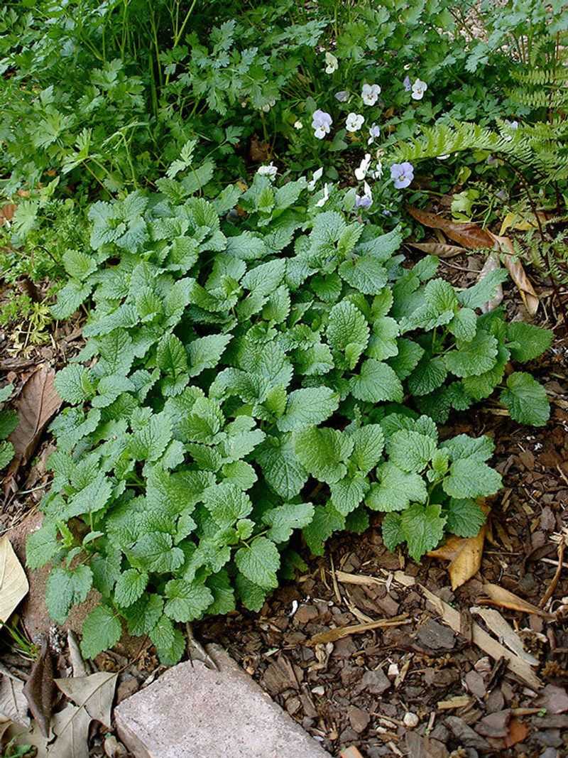 Lemon Balm