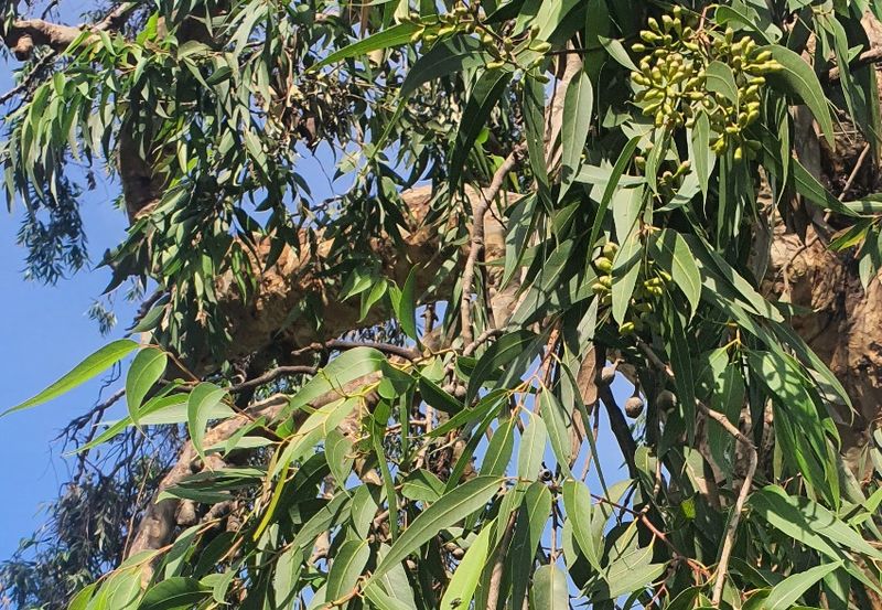 Lemon Eucalyptus