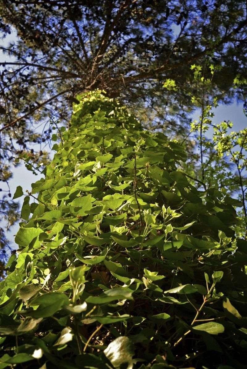 Cascading Ivy Arbor