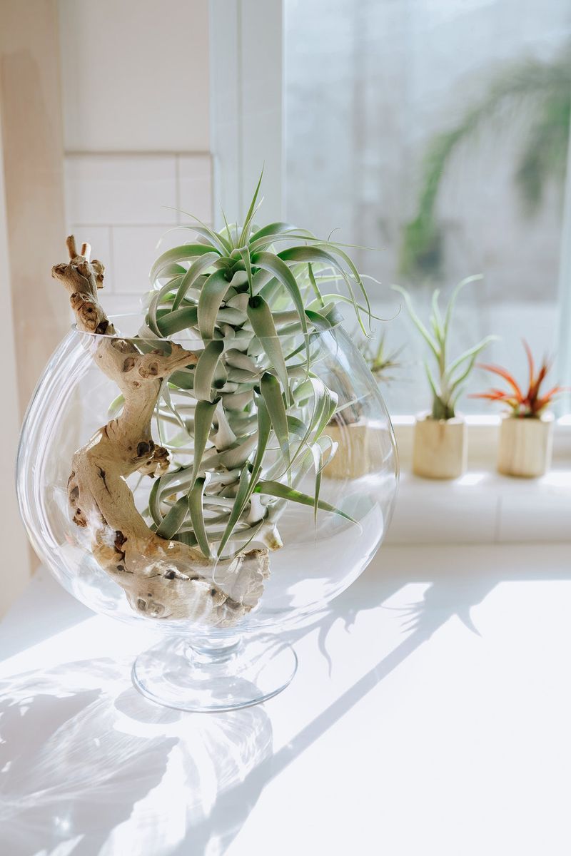 Air Plants (Tillandsia)